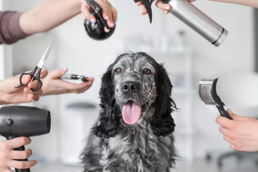 Baño y Peluquería El paraiso de las mascotas