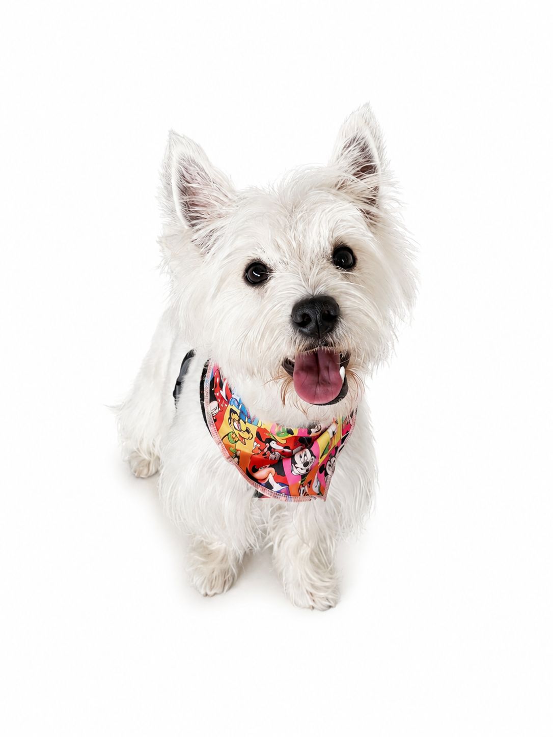 Cliente El paraiso de las mascotas Bogotá