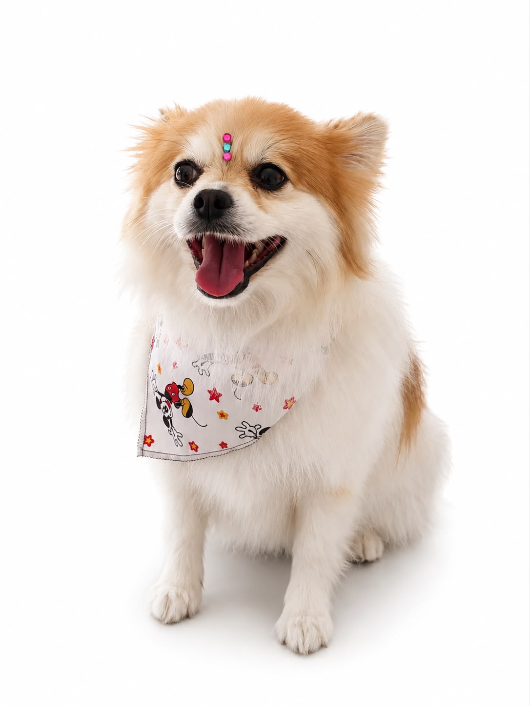 Cliente El paraiso de las mascotas Bogotá